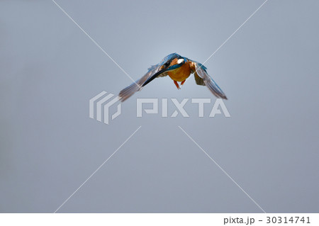 カワセミのホバリング カワセミのホバリング 30314741