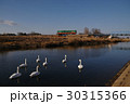 小貝川の白鳥と真岡鉄道の気動車 30315366