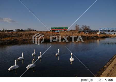 小貝川の白鳥と真岡鉄道の気動車 30315366