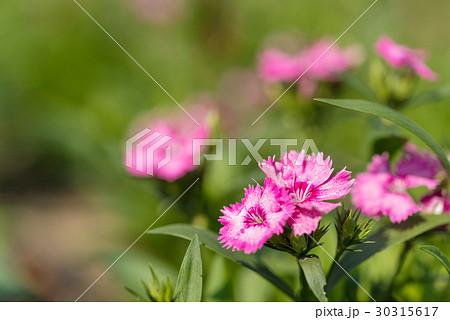 ピンク色の撫子の花の写真素材