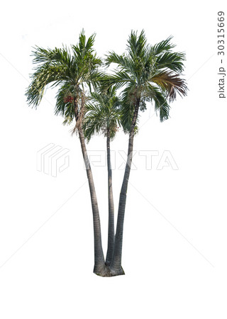 palm tree isolated on white background 30315669