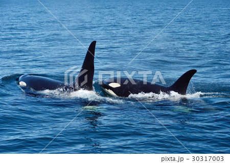 知床の海で出会ったシャチ 知床の海で出会ったシャチ 30317003