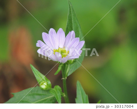 ミヤコワスレ 30317004