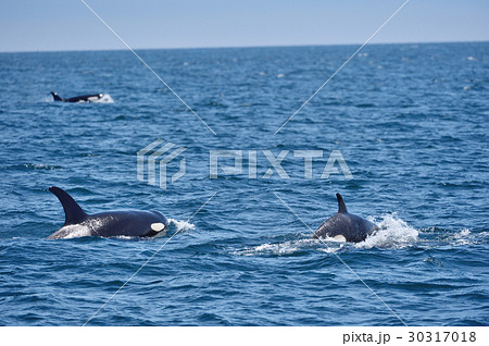 知床の海を泳ぐシャチの群れ 30317018
