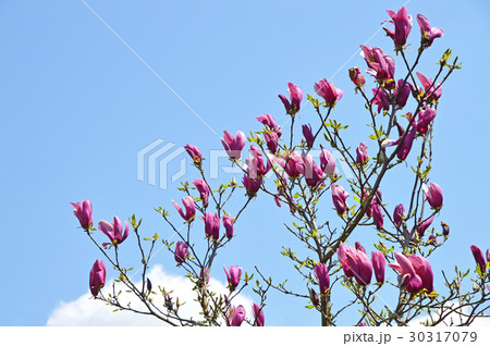 シモクレン（紫木蓮） 30317079