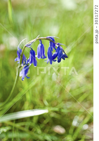 イングリッシュ・ブルーベル 30317272