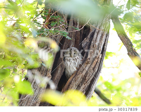 秋の日のエゾフクロウ 30317839