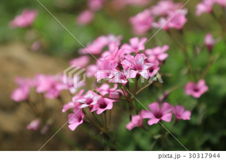 能古島に咲く春の花　横 30317944
