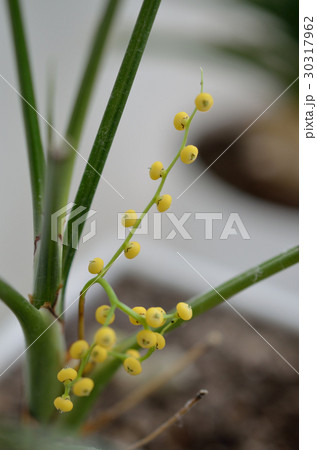 テーブルヤシ 実 テーブルヤシ 実 30317962