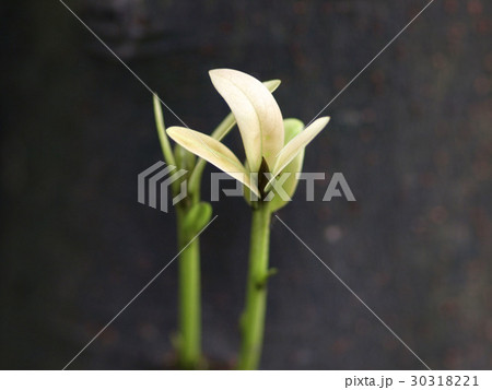 Growing sprout 30318221