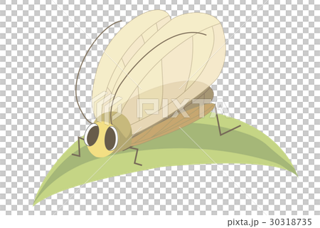 Suzuki Suzuki 30318735