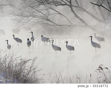 川の中のタンチョウ 30318772
