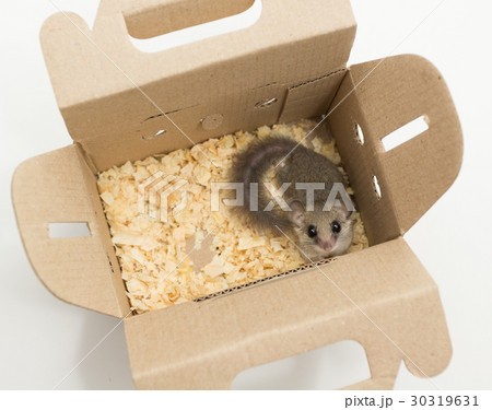 African Pygmy Dormouse want to go out of the box African Pygmy Dormouse want to go out of the box 30319631