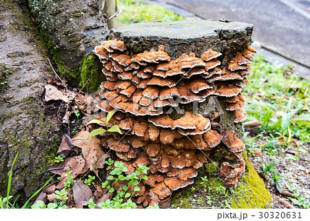 切り株に生えるサルノコシカケの写真素材 [30320631] - PIXTA