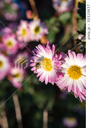 菊と花アブの写真素材