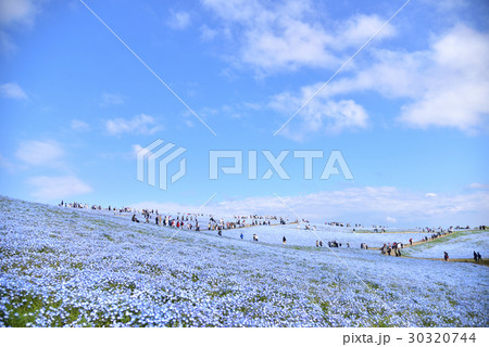 ネモフィラ 30320744