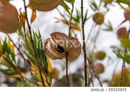 フウセントウワタの実 フウセントウワタの実 30320935