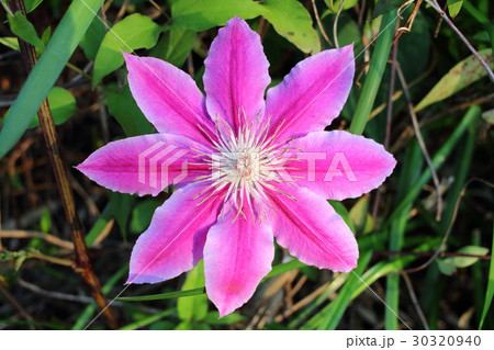 ピンクのクレマチス（3） 30320940