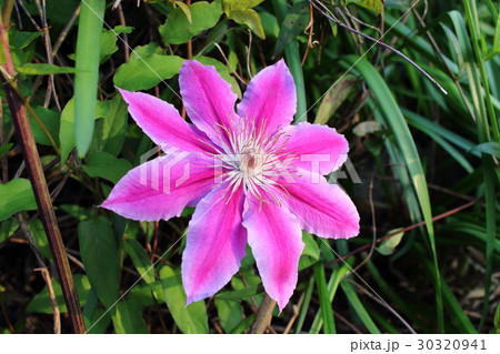ピンクのクレマチス（2） 30320941
