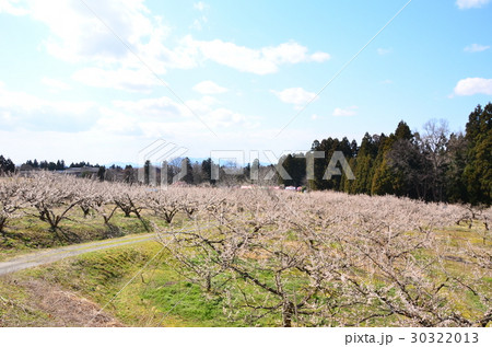 梅林公園（新潟県） 30322013