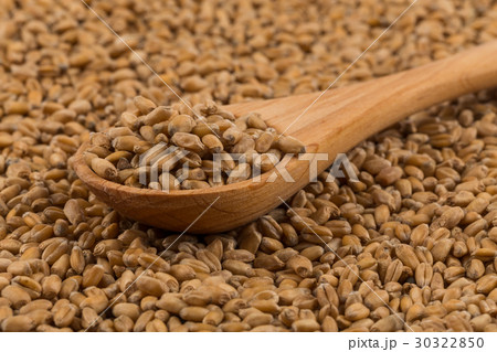 Wheat grain on white Wheat grain on white 30322850