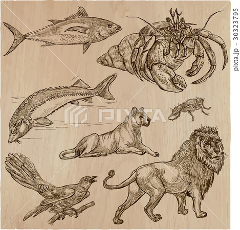 Animals - An hand drawn vector pack, line art Animals - An hand drawn vector pack, line art 30323795