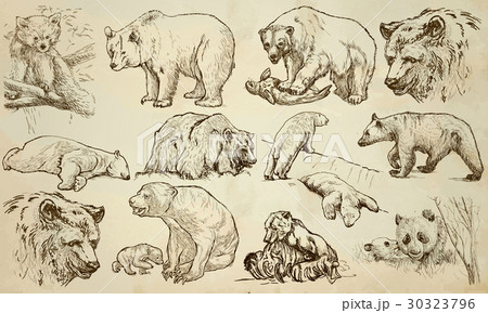 BEARS - An hand drawn vector pack, line art 30323796