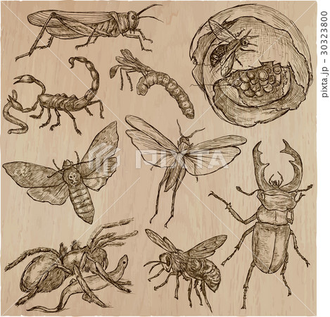 INSECT - An hand drawn vector pack, line art 30323800