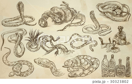 SNAKES - An hand drawn vector pack, line art SNAKES - An hand drawn vector pack, line art 30323802
