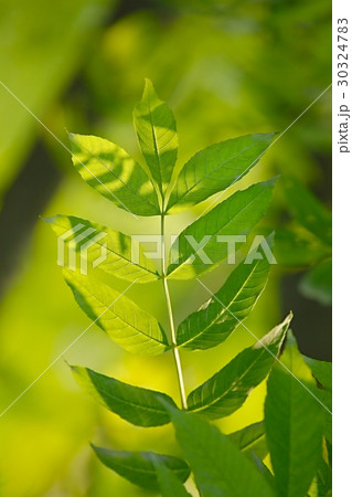 Green Leaves Background 30324783