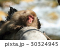 日本猿 日本猿 30324945