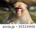 日本猿 日本猿 30324946