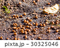 どんぐりと枯れ葉 30325046