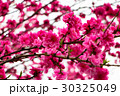 梅満開 30325049