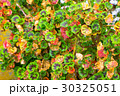 油絵のような変わり葉ゼラニウム 30325051