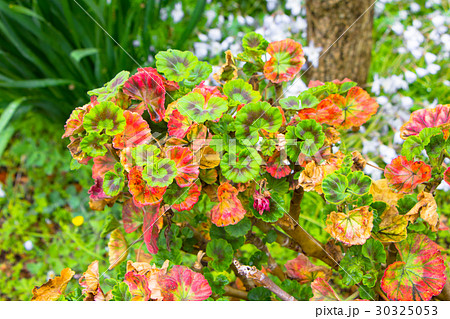 変わり葉ゼラニウム 30325053