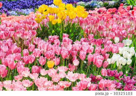 チューリップ畑 多品種 チューリップ畑 多品種 30325103