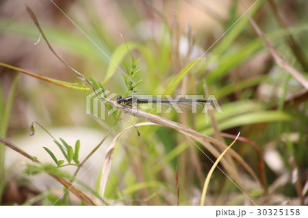 クロイトトンボ 30325158