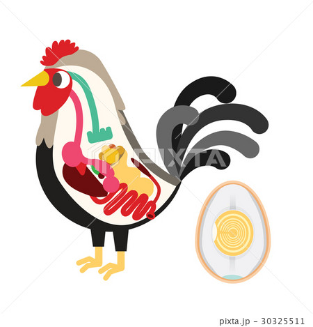 Chicken Egg Life Cycleのイラスト素材