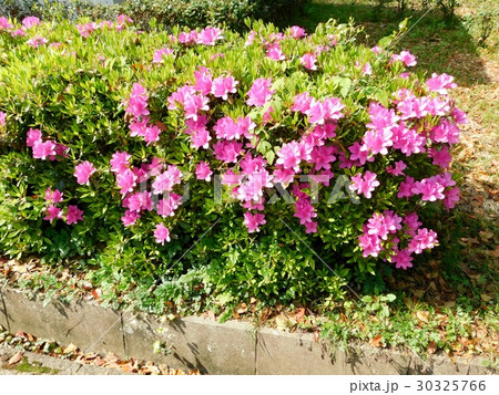 満開のつつじの花壇の写真素材