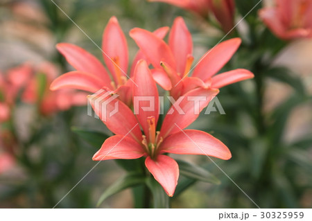 百合の花 百合の花 30325959