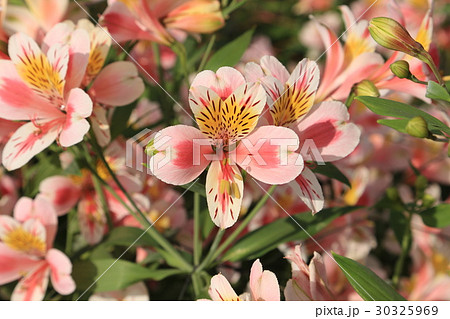 百合の花 百合の花 30325969