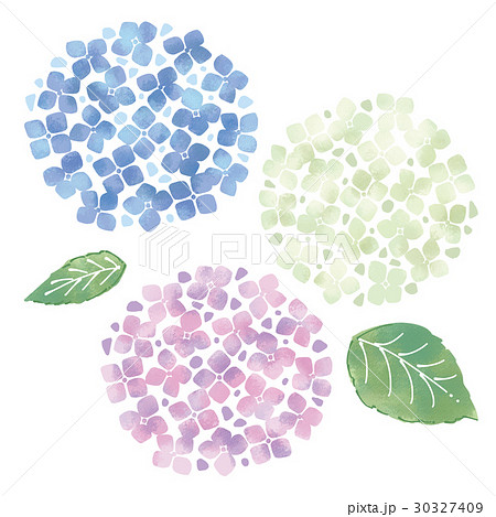 アジサイ 30327409