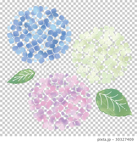 アジサイ 30327409