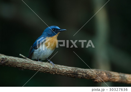 Hill Blue Flycatcher on a branch( 30327636