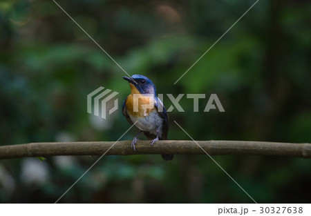 Hill Blue Flycatcher on a branch( 30327638