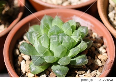 オブツーサ／ハオルチア 30327658