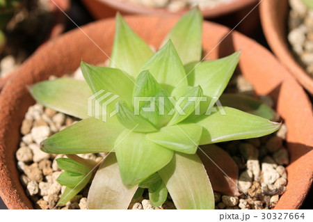 シンビフォルミス／ハオルチア 30327664