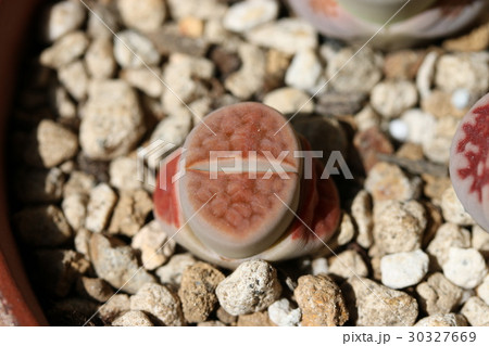 リトープス／、トップレッド 30327669