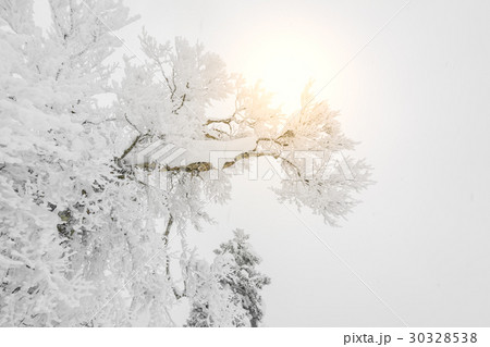Tree covered with snow on winter storm day in forest mountains . Tree covered with snow on winter storm day in forest mountains . 30328538